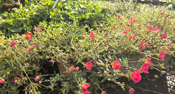 來自富二代成人斗音五金的早會——美麗而溫馨的邂逅|富二代成人斗音五金&東莞合頁?